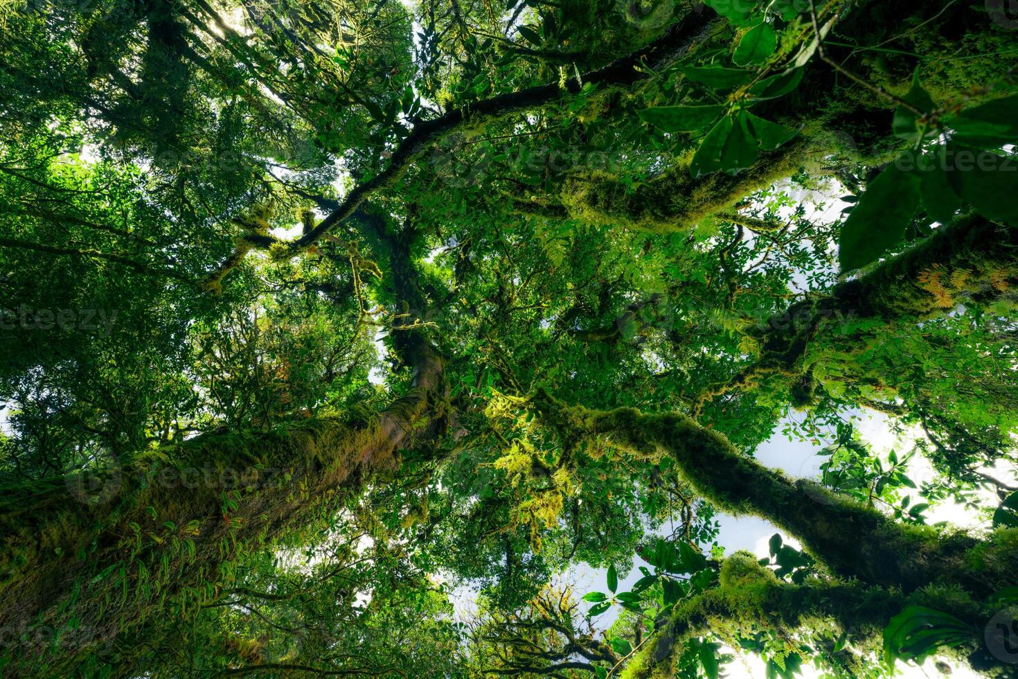 Looking up view of tree trunk to green leaves of tree in forest with sun light. Fresh environment in green woods. Forest tree on sunny day. Natural carbon capture. Sustainable conservation and ecology photo
