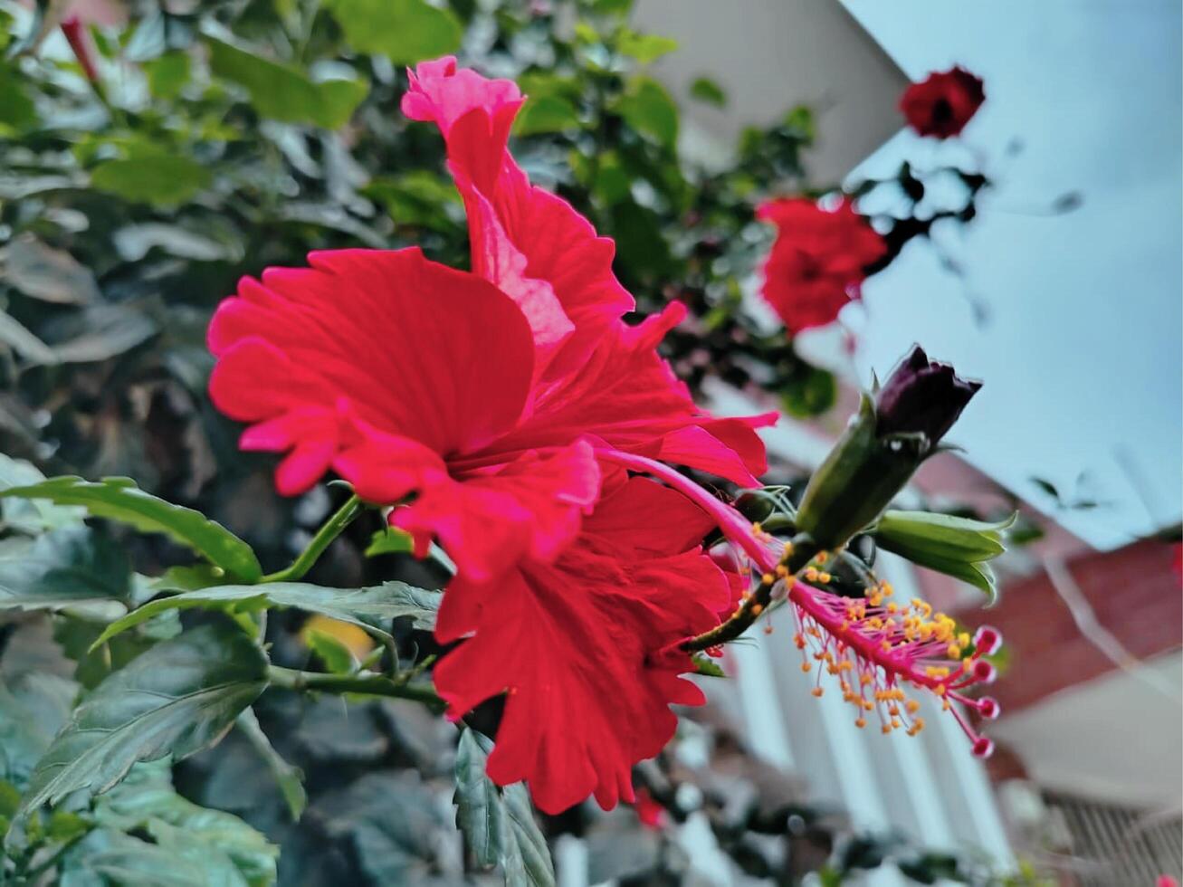Red hibiscus beautiful flowers photo
