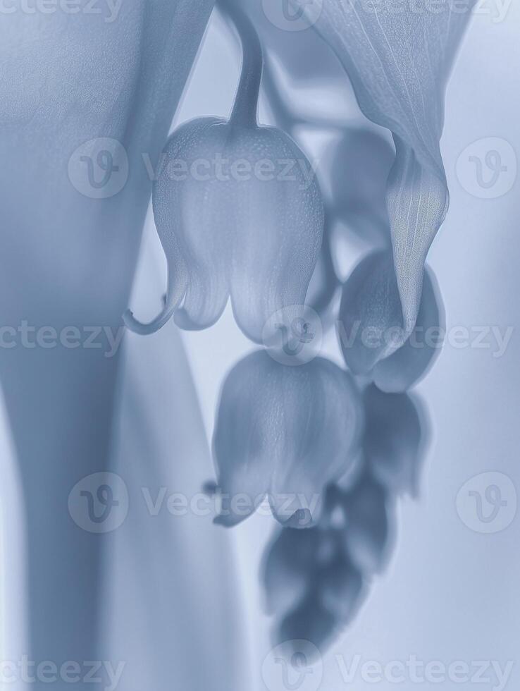 Lily of the valley blooms, bathed in soft light, exudes serenity and grace against a muted pure backdrop. A striking X-ray image, minimalist form and light photo