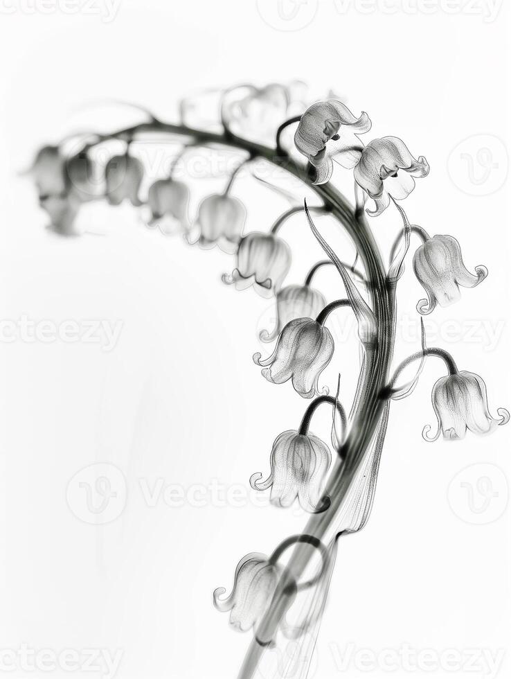Lily of the valley blooms, bathed in soft light, exudes serenity and grace against a muted pure backdrop. A striking X-ray image, minimalist form and light photo