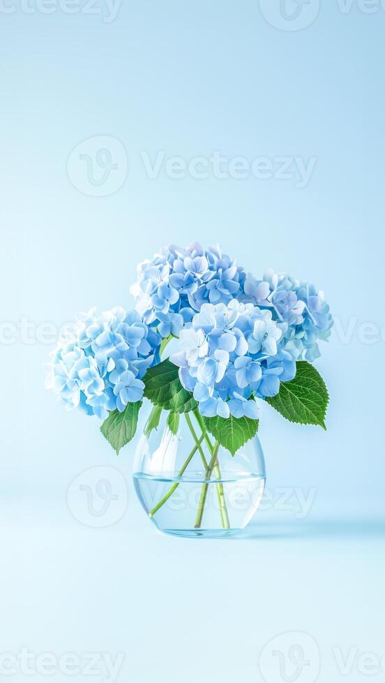 Hydrangeas flowers in clear glass vase against pale blue background photo