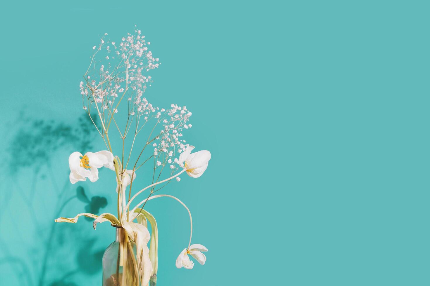 Withered flowers in a vase on blue background with shadow photo