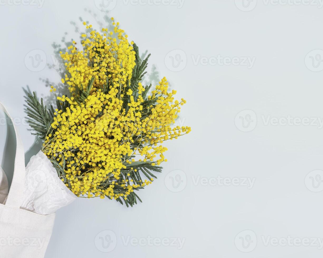 Mimosa flowers in white textile bag on blue background with copy space photo