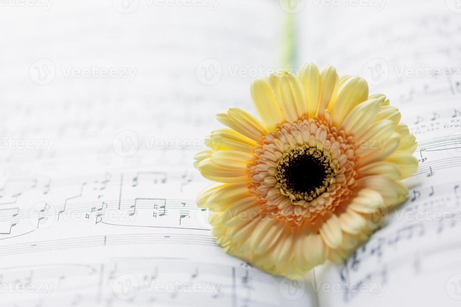 Music composition with tender gerbera on blurred music notebook background photo