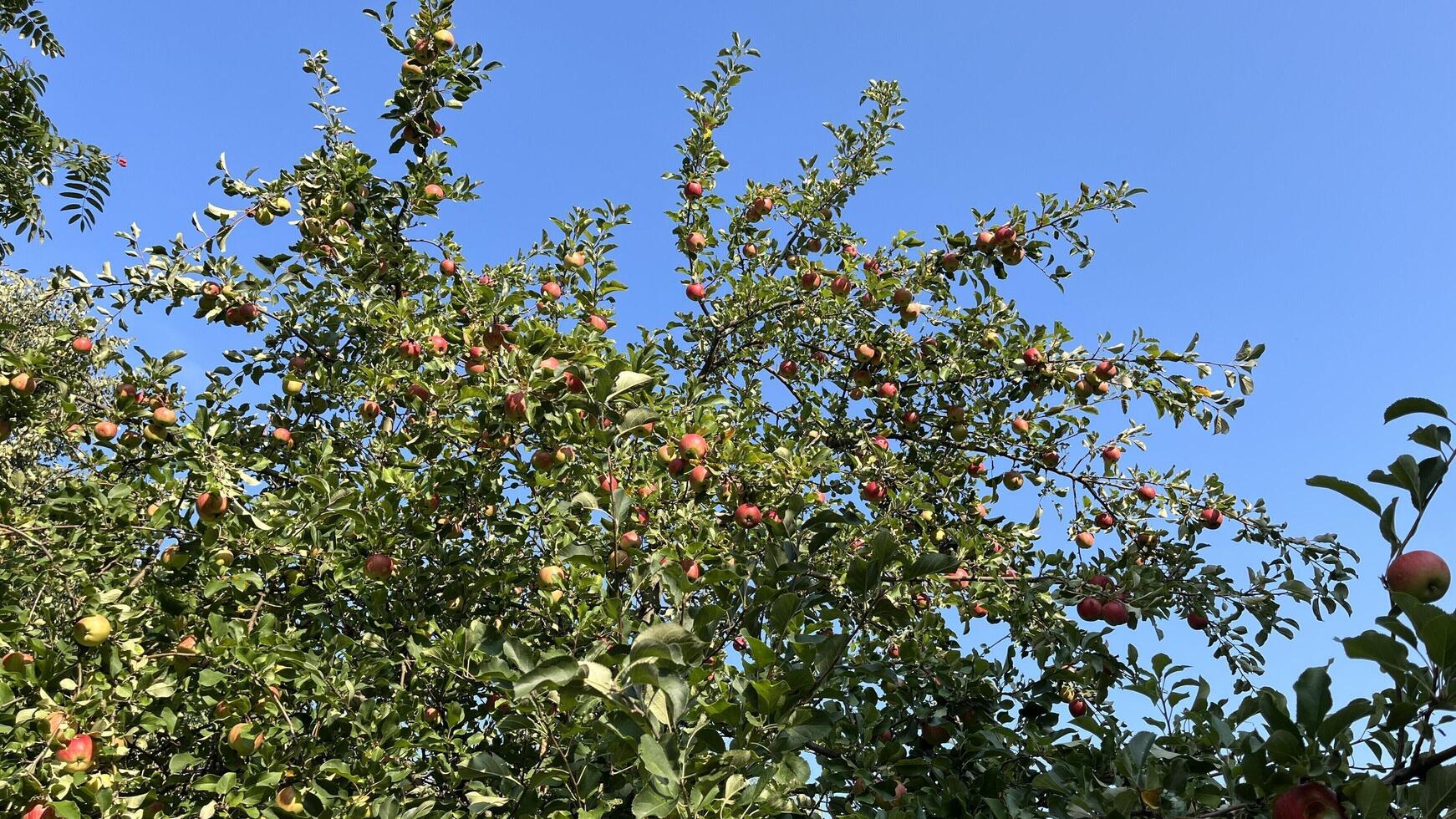 Apple tree with many red apples against blue sky. photo