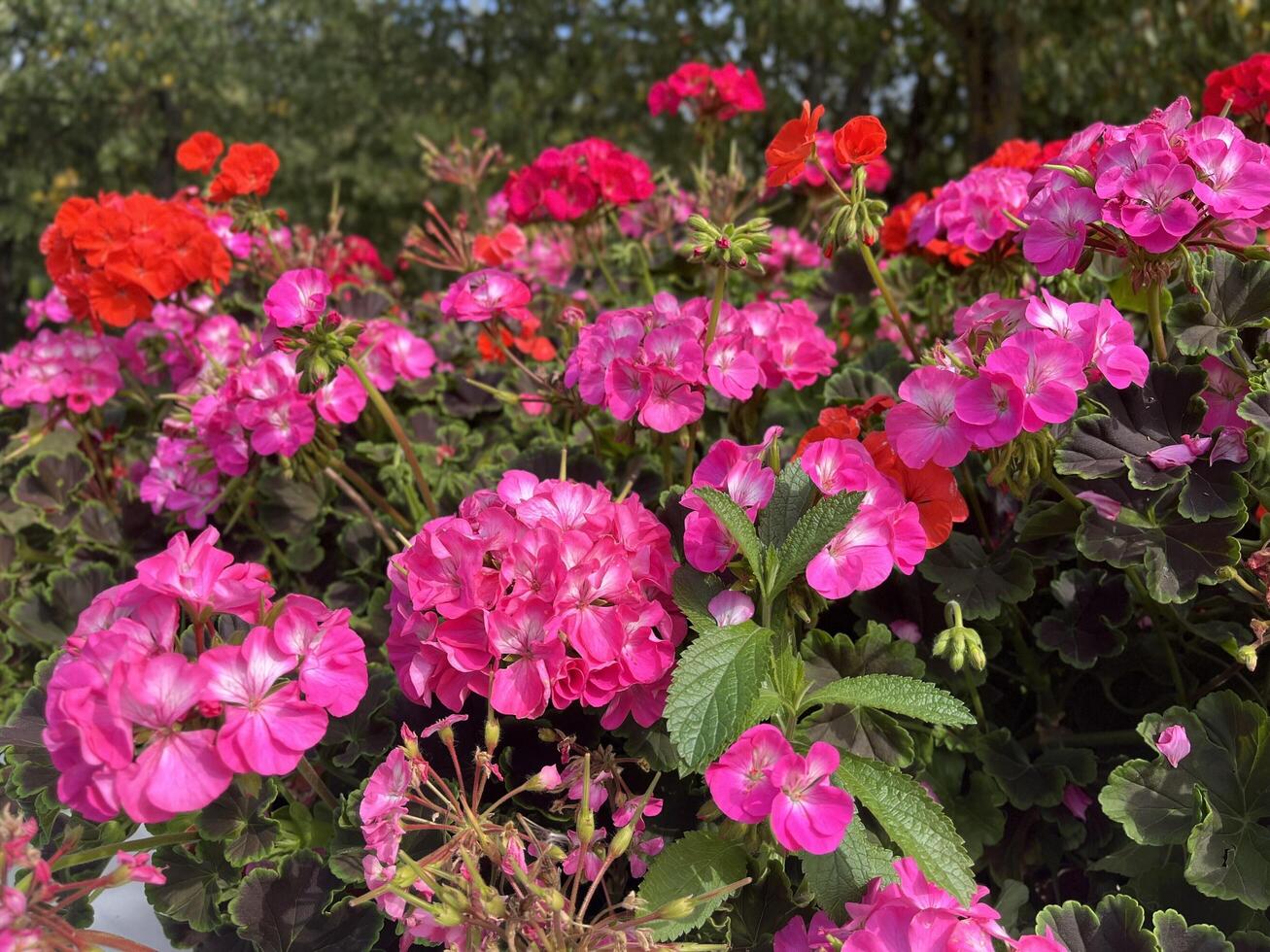 Beautiful red and pink Calliope Large Geranium flowers. Beautiful pink flowers nature background photo