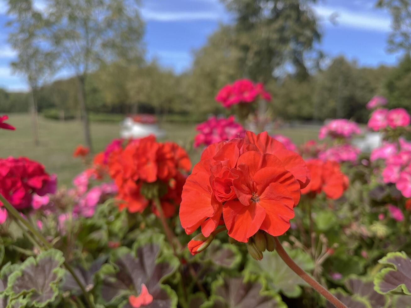 Selected focused of beautiful red and pink Calliope Large Geranium flowers. Nature background photo