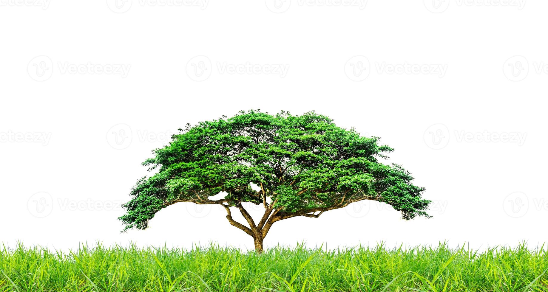Lush Green Tree on a White Background Isolated with Grass in Foreground - Perfect for Nature and Environmental Themes photo