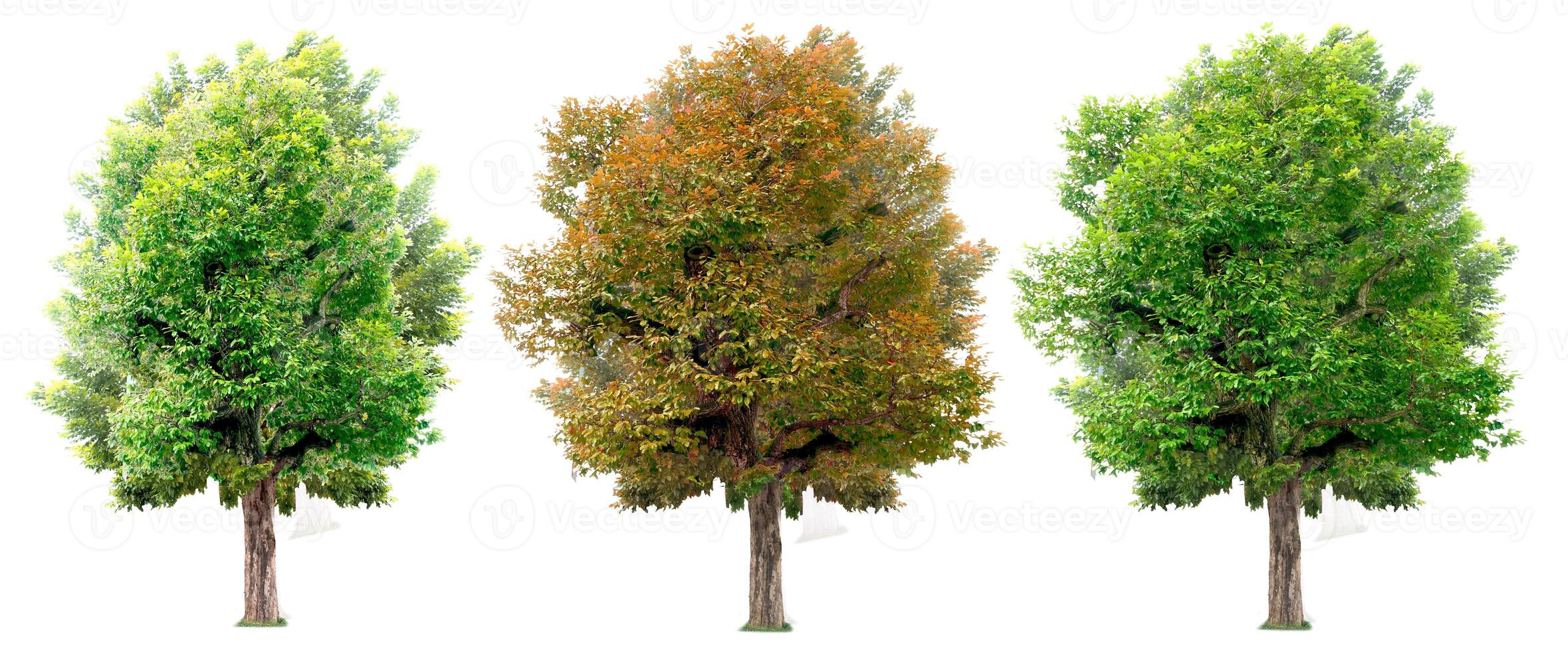 Three Isolated Trees on White Background Showing Different Seasonal Foliage - Spring, Summer, and Autumn photo