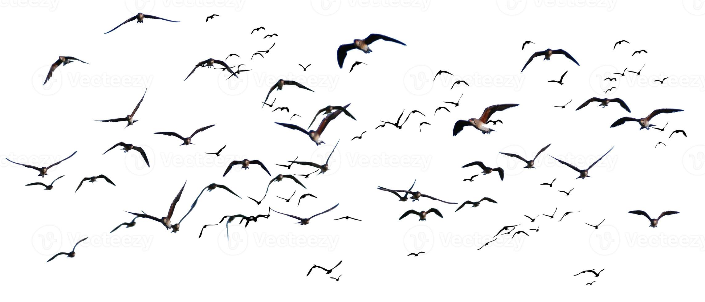 Flock of Birds in Flight Isolated on White Background - High-Resolution Stock Photo for Nature and Wildlife Projects