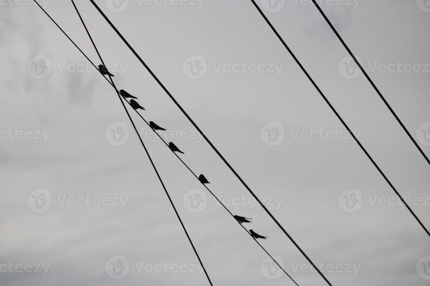 A Flock Of Birds Are Sitting On Power Lines Against A Cloudy Sky photo