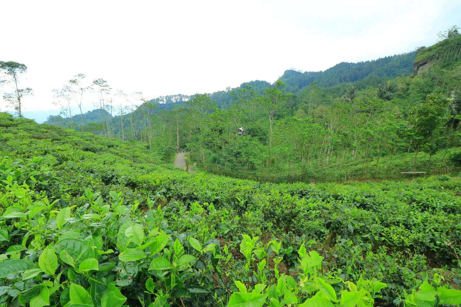 A Field Of Tea Plants With A Mountain In The Background photo