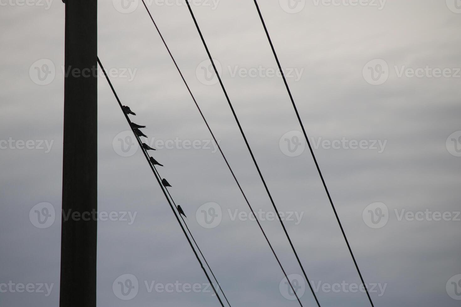 A Flock Of Birds Are Sitting On Power Lines Against A Cloudy Sky photo