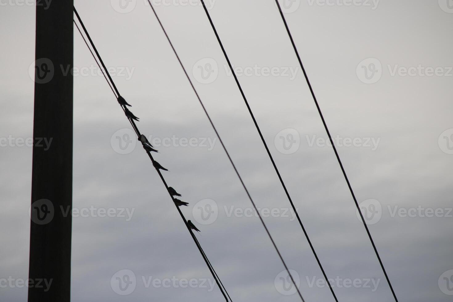 A Flock Of Birds Are Sitting On Power Lines Against A Cloudy Sky photo