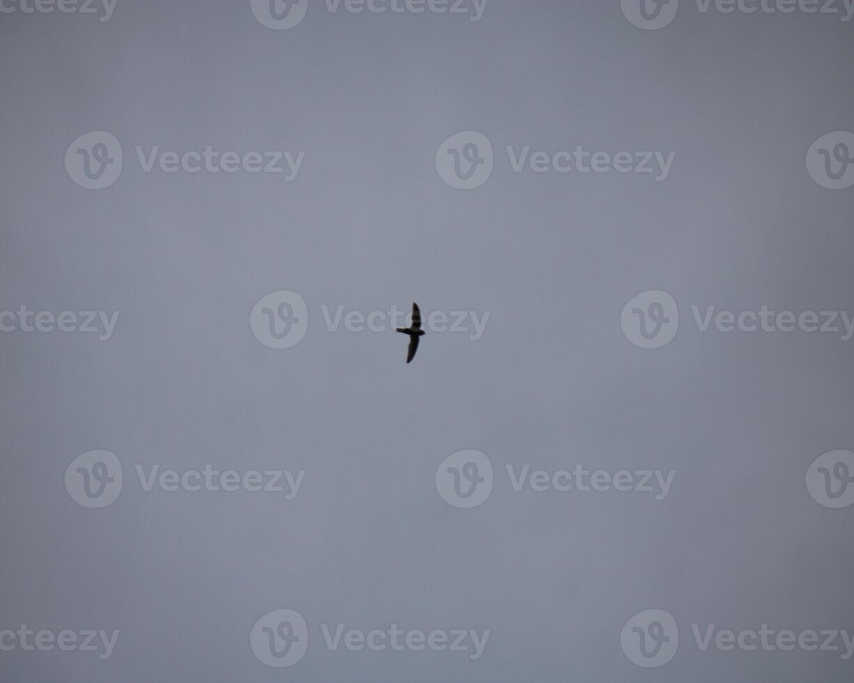 A Bird Flying In The Sky With A Bird Flying In The A photo