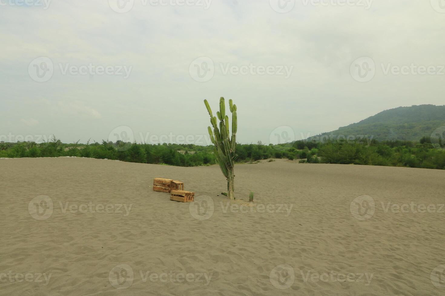 A Cactus Plant In The Sand With A Mountain In The Background photo