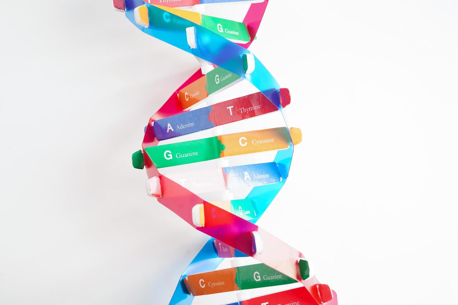 DNA molecule spiral structure model isolated on white background, chromosome and gene chemical science biology. photo