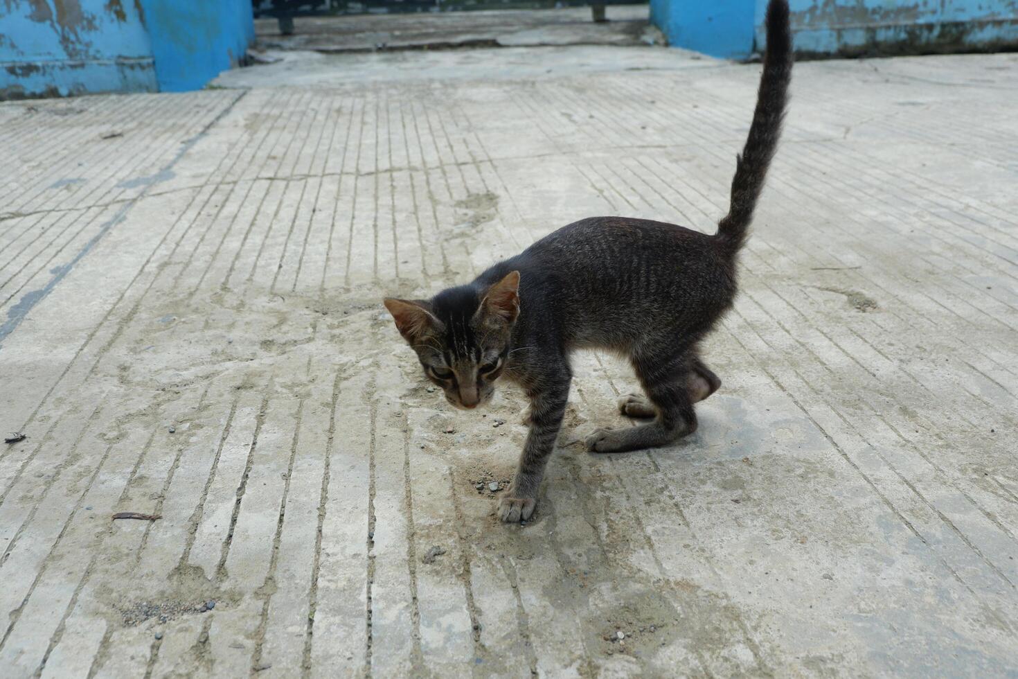 a black cat was lying on the floor photo