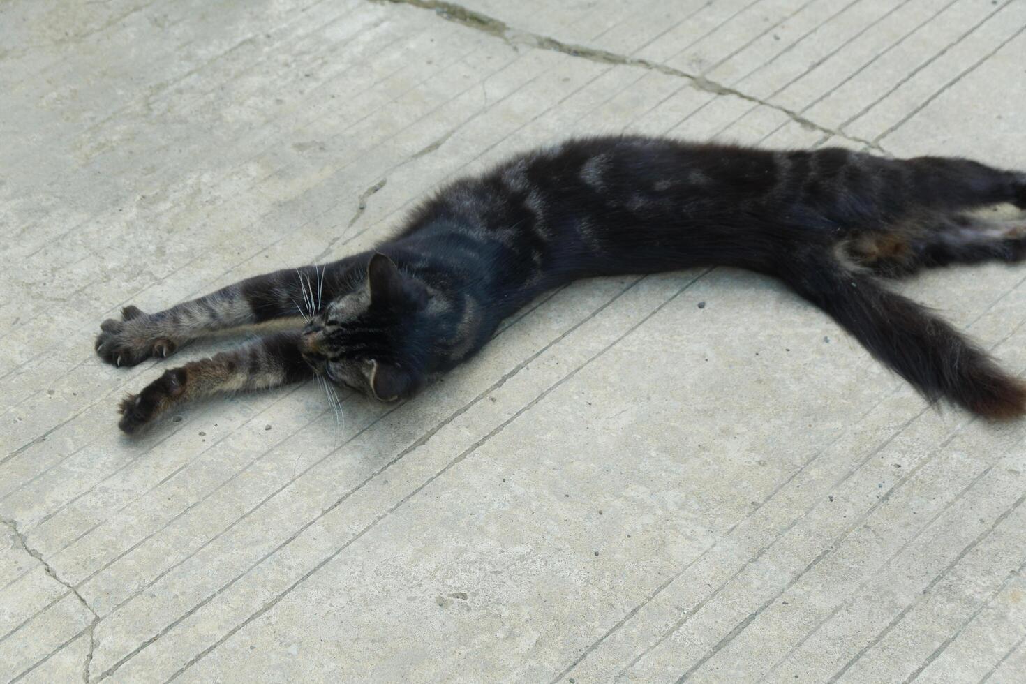 a black cat was lying on the floor photo
