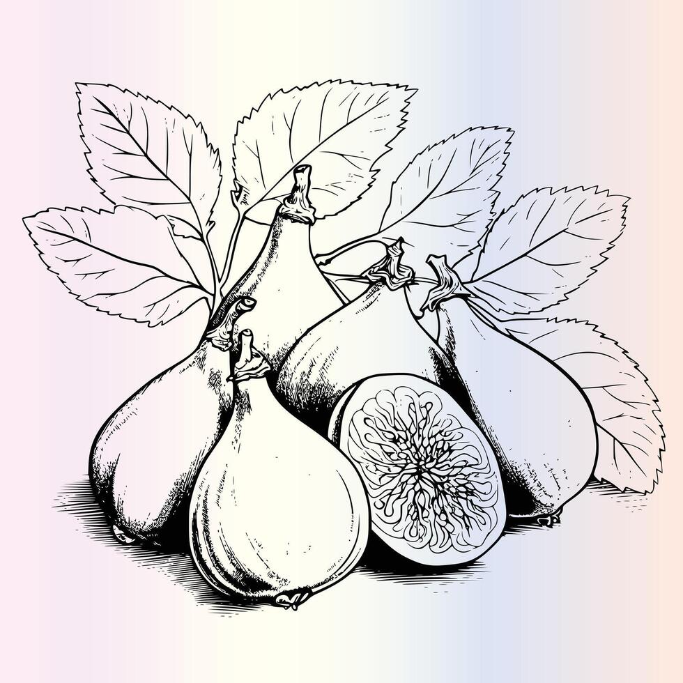 Fabulous Figs A Fun Coloring Adventure vector