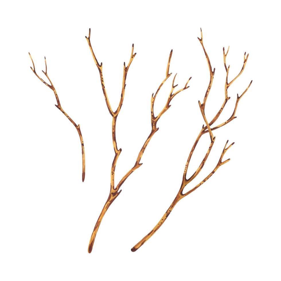 Brown dry tree branches without leaves. Watercolor illustration hand drawn in botanical style. Set of separate objects elements isolated from background vector