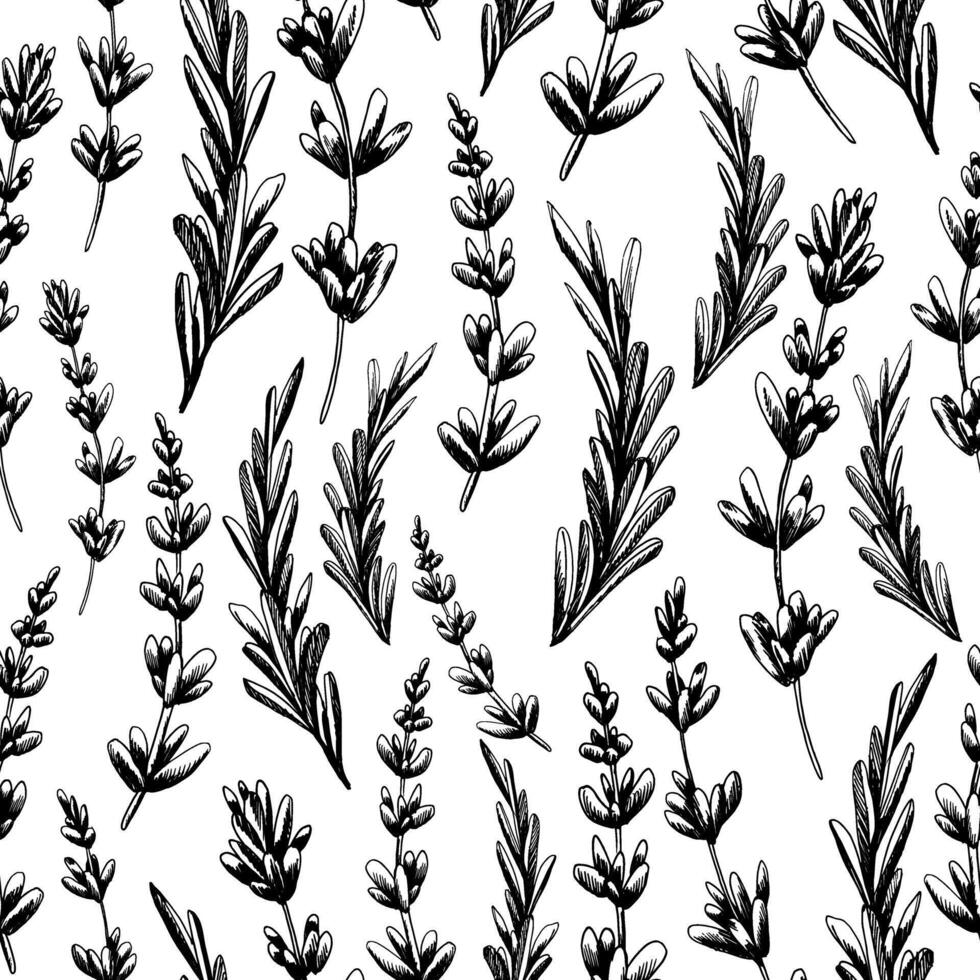 Lavender flowers and leaves, twigs. Hand drawn illustration with graphic line art in black and white ink. Seamless pattern vector