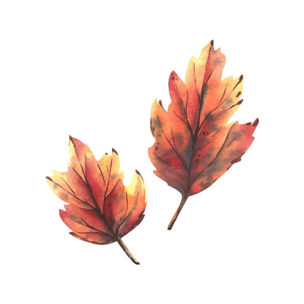 Two maple leaves in orange, yellow and burgundy. Hand-drawn watercolor illustration on the theme of autumn and harvest. Set of objects isolated from the background. vector