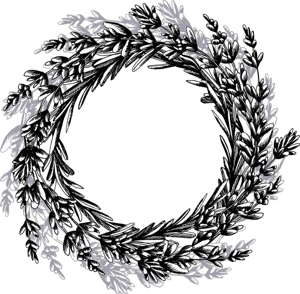 Lavender flowers and leaves, twigs in Provence style. Botanical illustration hand drawn graphic line art black and white ink. Round frame, wreath, template for text vector