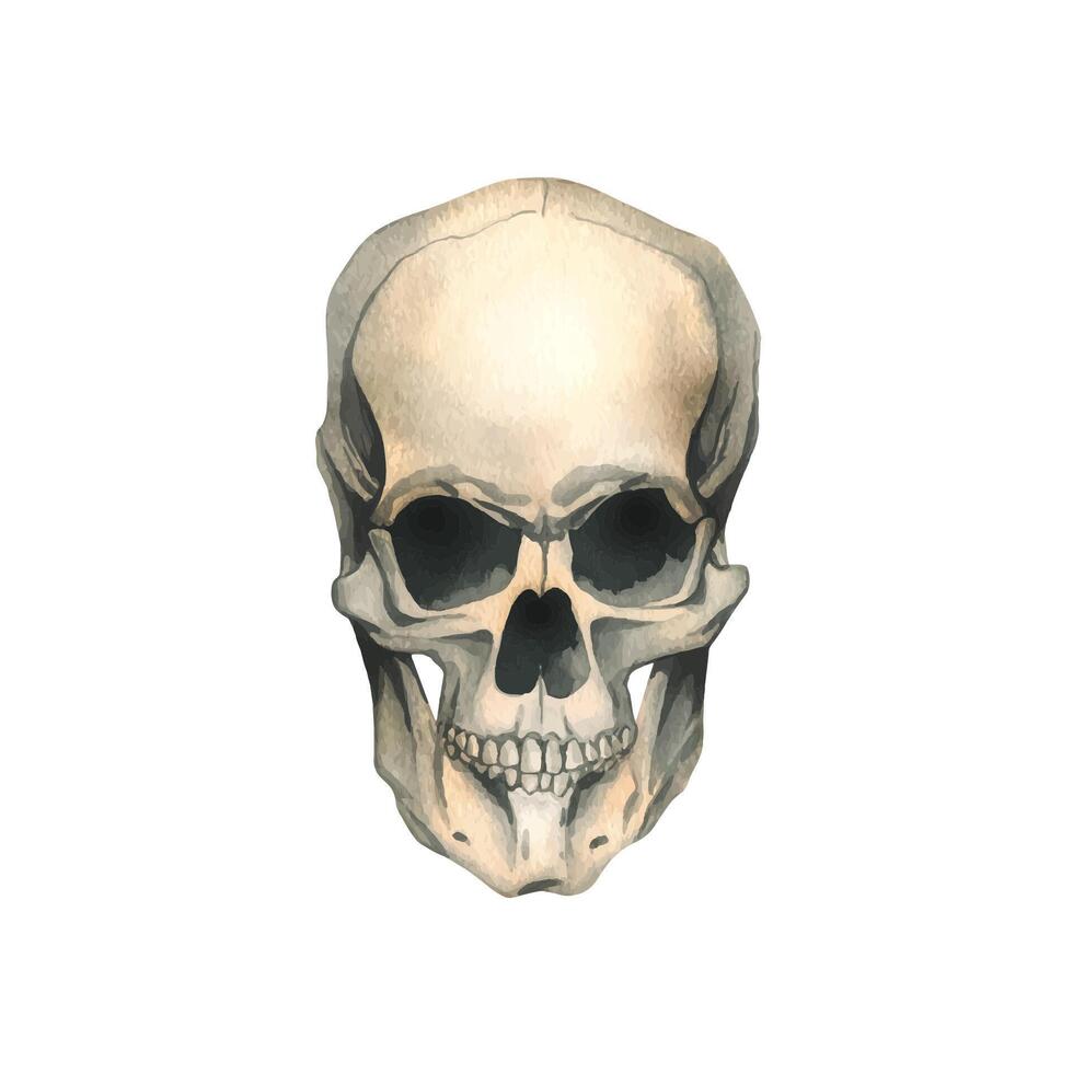 Human skull full face realistic evil, terrible, spooky. Hand drawn watercolor illustration for day of the dead, halloween, Dia de los muertos. Isolated object on a white background. vector