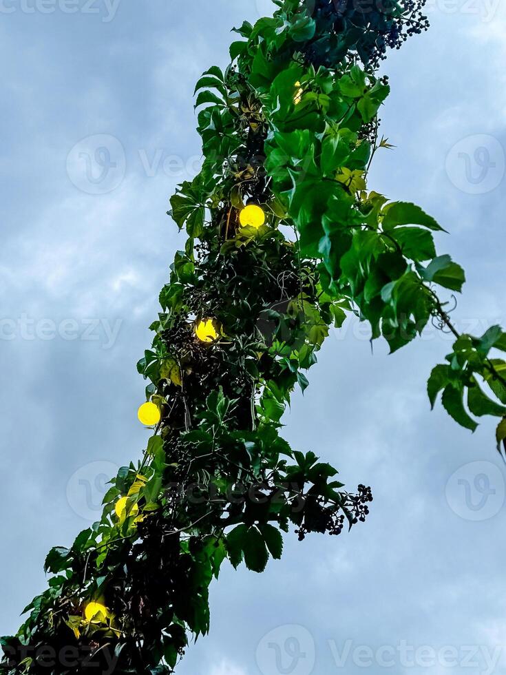 yellow string lights are illuminating the plants against a cloudy sky. High quality photo