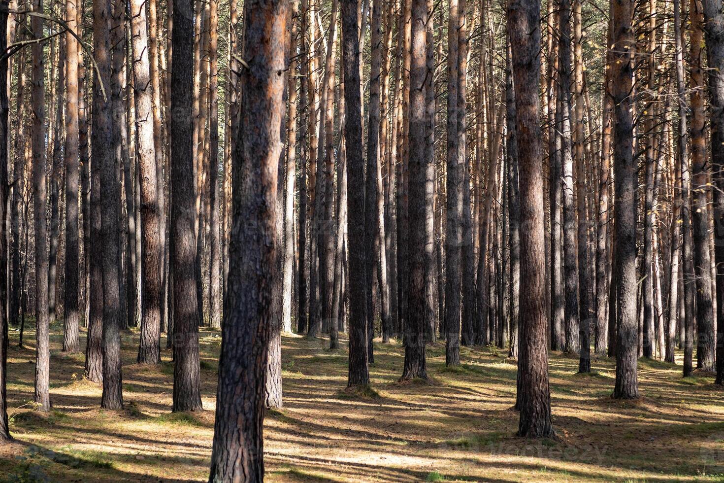 Forest background of pine trees. Spruce forest. Many vertical tree photo