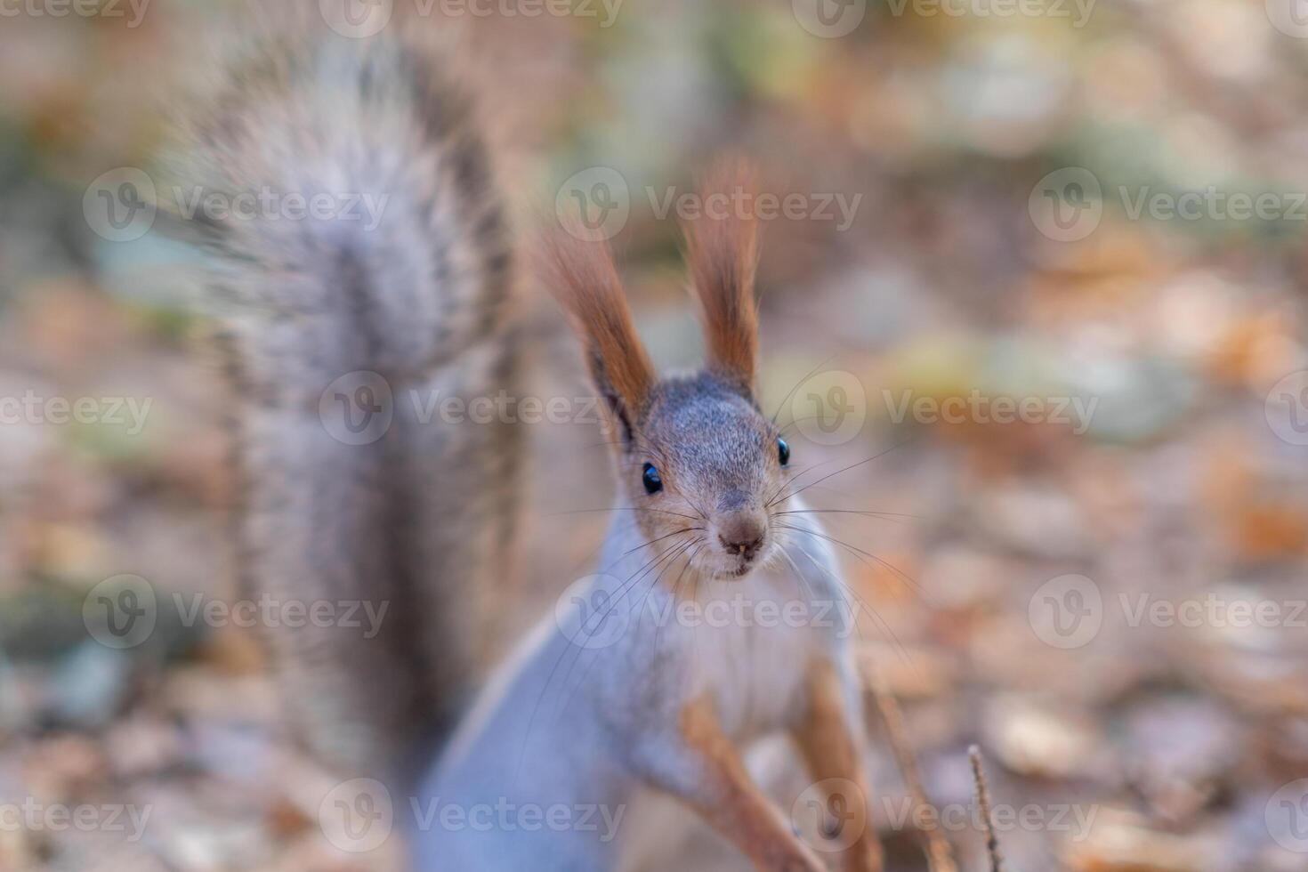 Beautiful red-headed squirrel looks at the camera and eats nuts photo