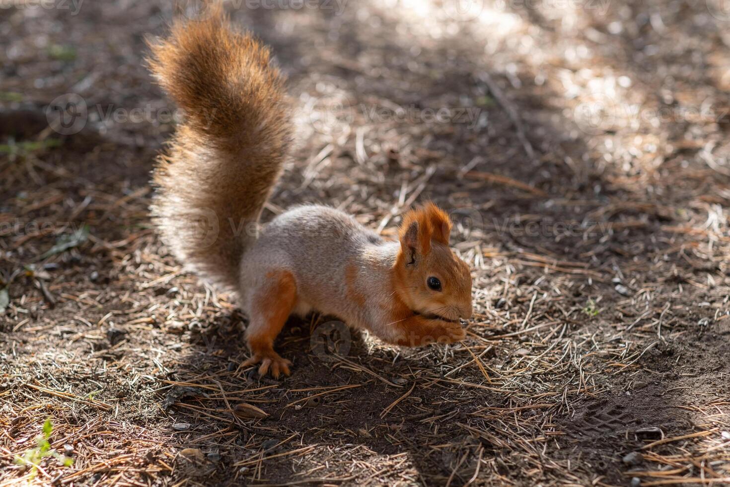 A beautiful red squirrel eats nuts in the forest. photo