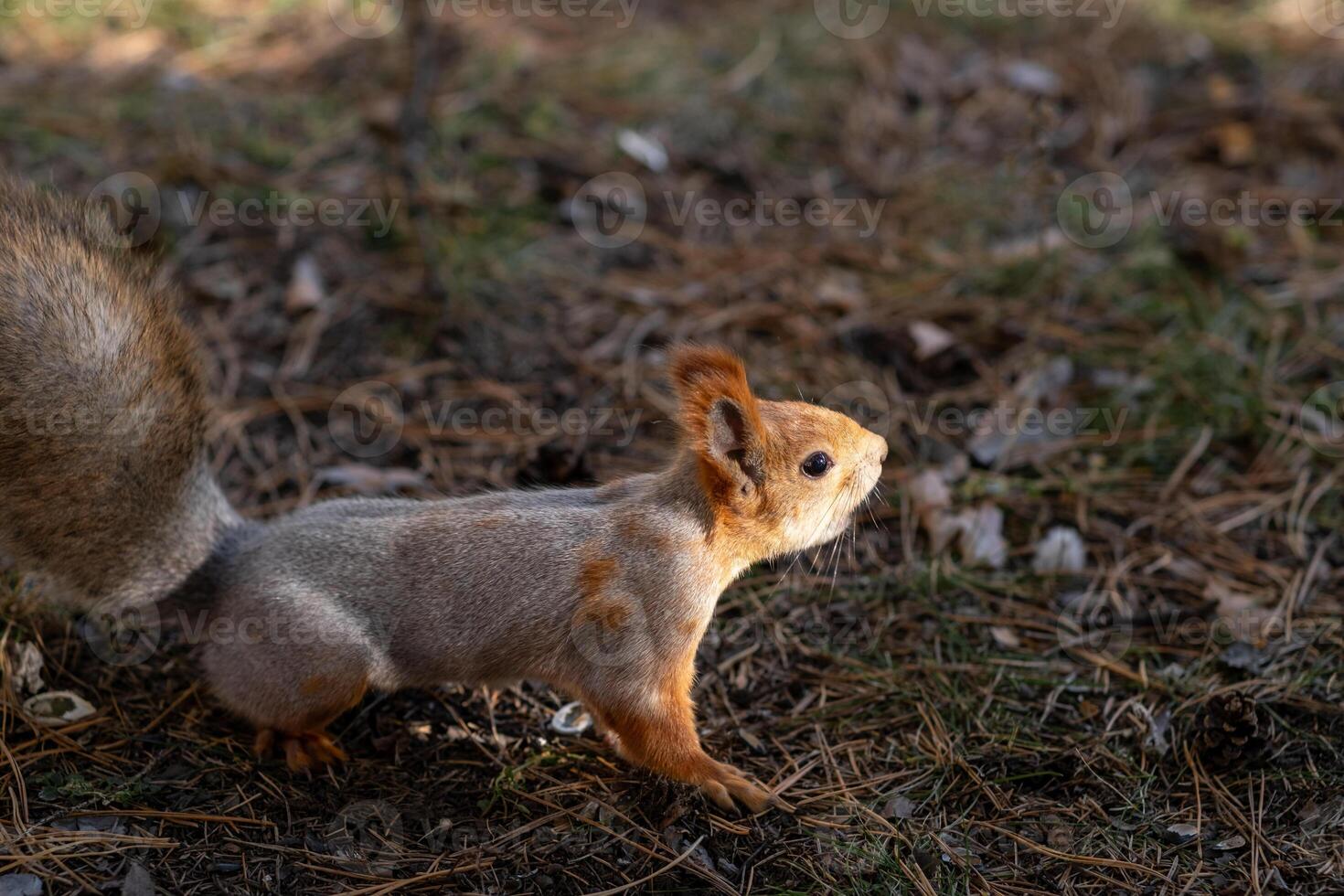 A beautiful red squirrel eats nuts in the forest. photo