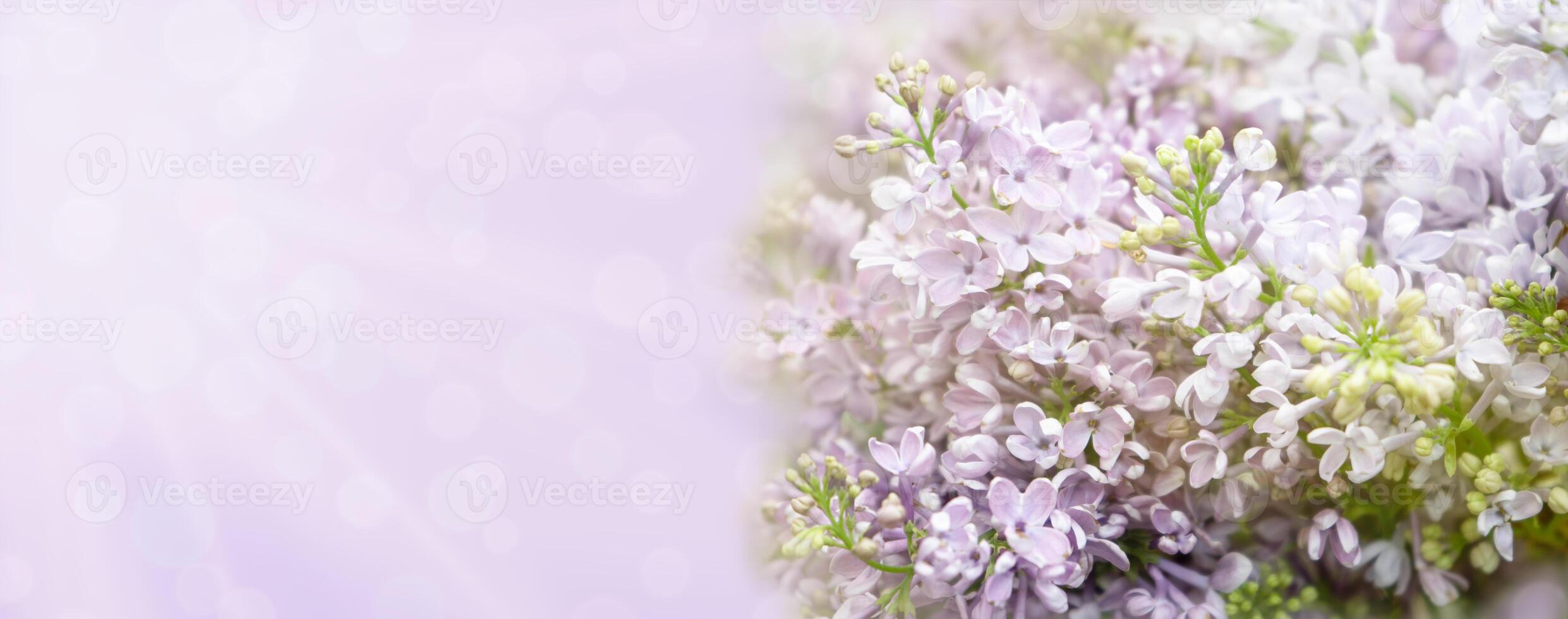 Beautiful soft spring background with lilac flowers. pastel floral purple template, web banner. copy space photo