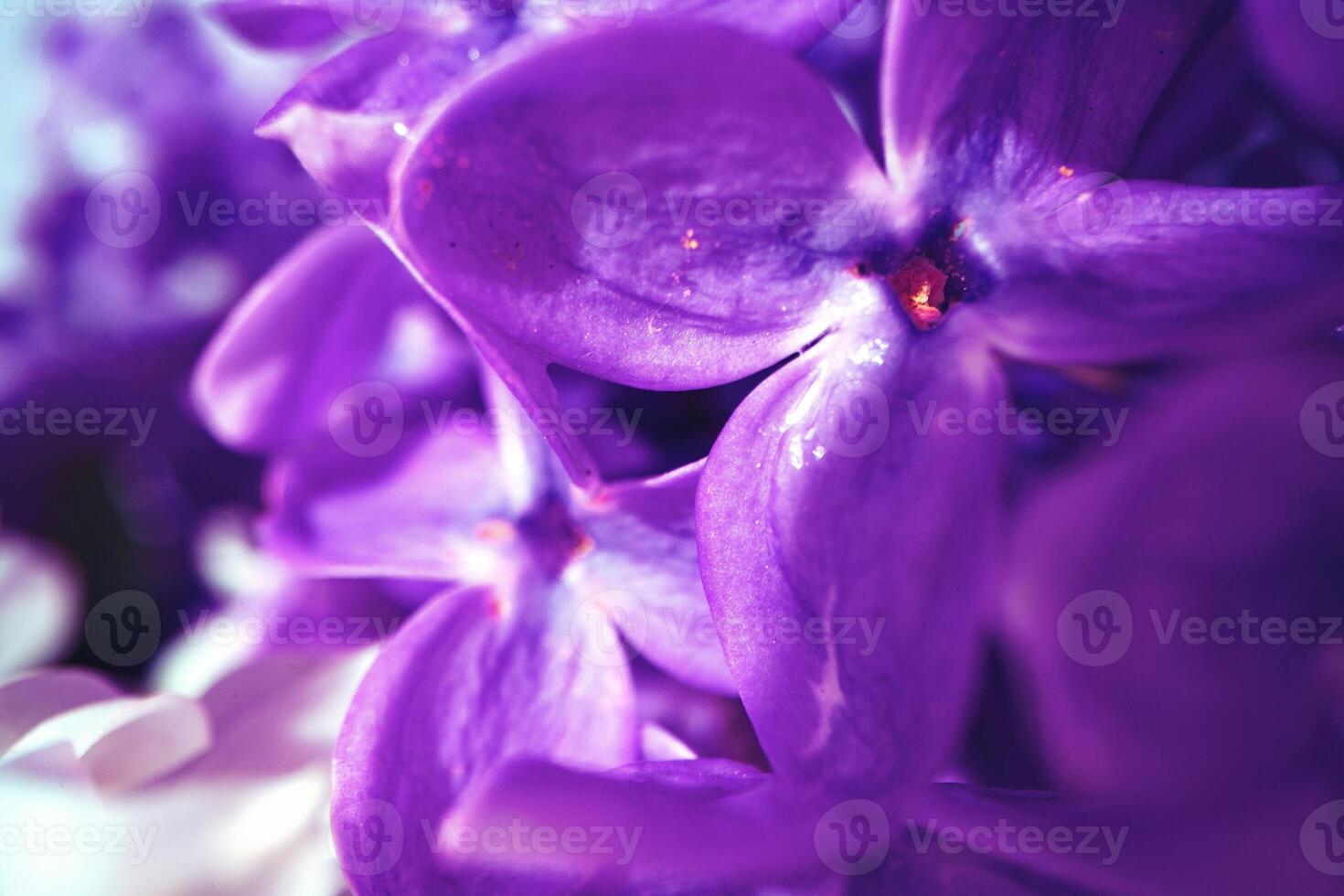 Macro image of spring lilac violet flowers photo