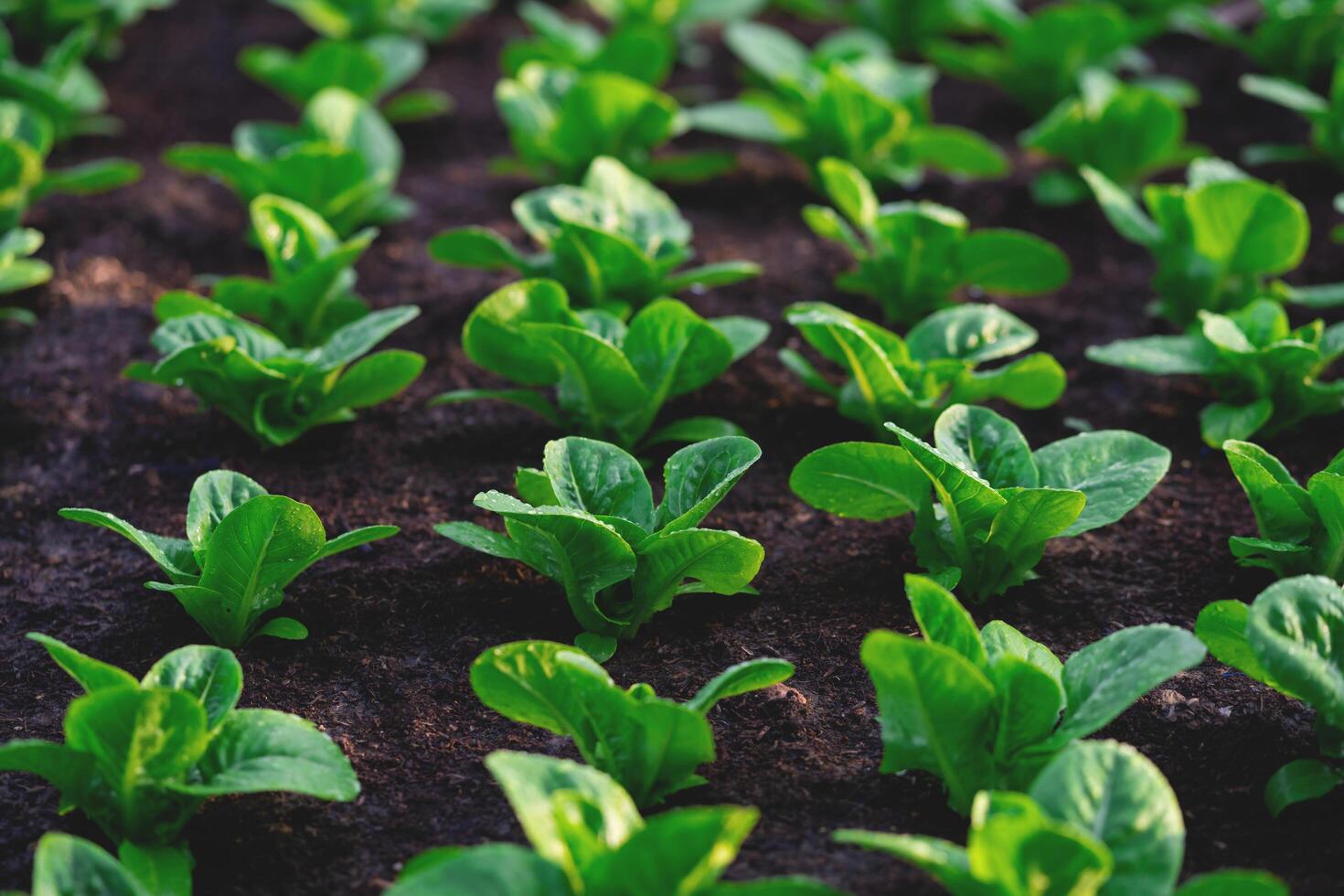 A row of plants are growing in a greenhouse. The plants are green and healthy photo