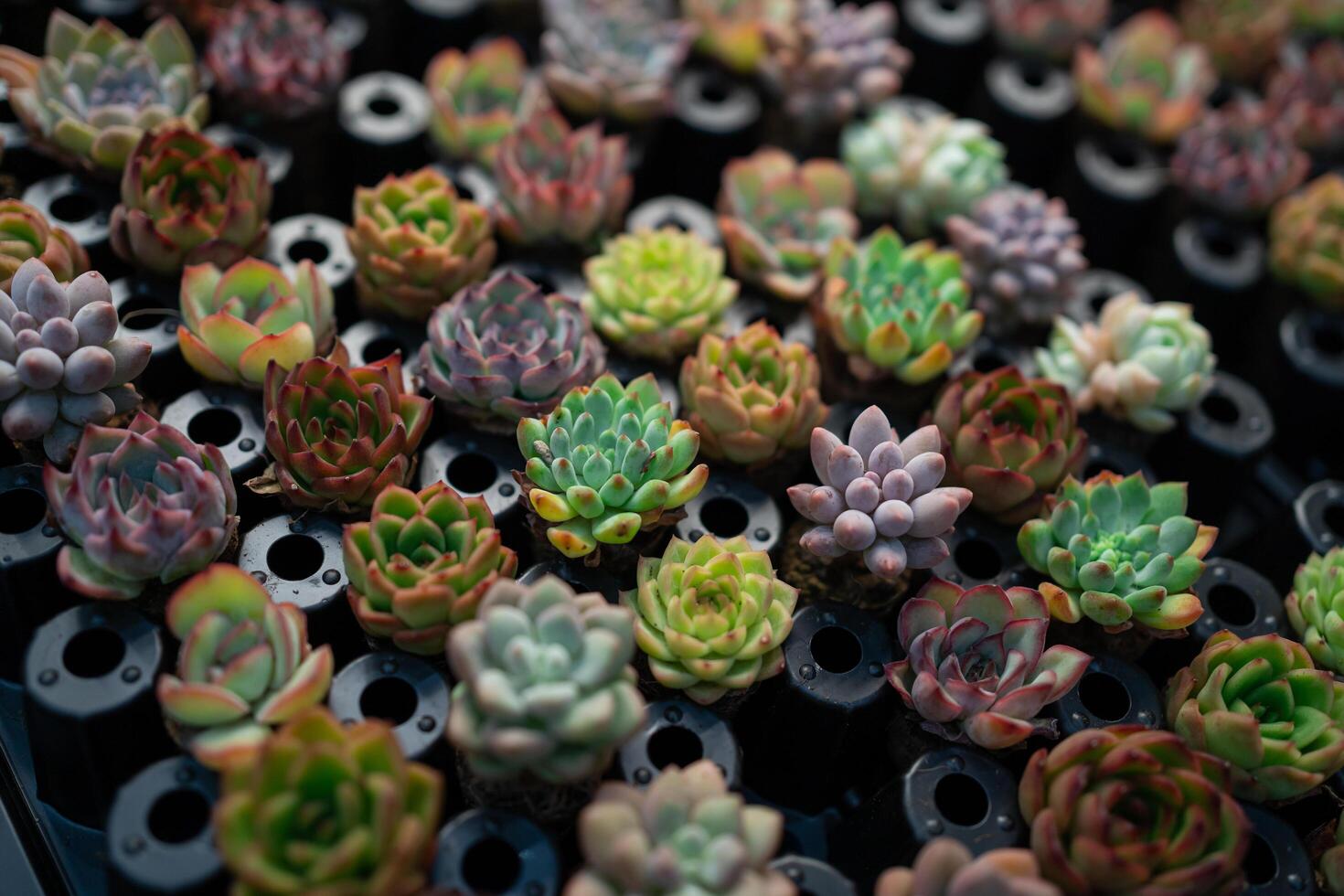 A bunch of small green plants with brown tips. The plants are arranged in a circle and are all different sizes photo