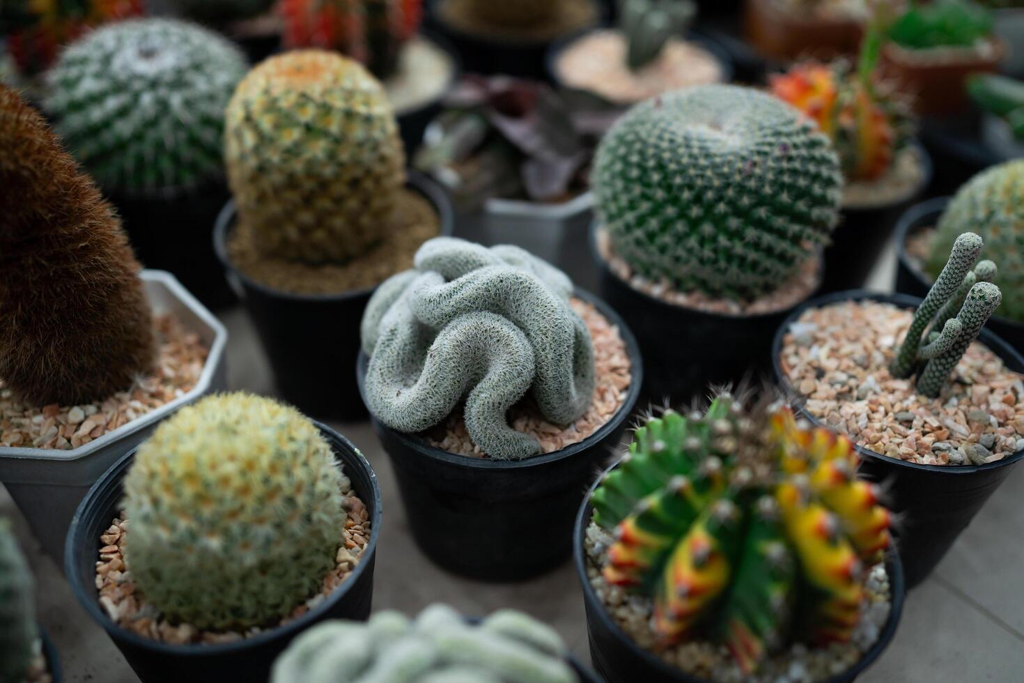 A collection of cacti and succulents in various sizes and shapes. Scene is calm and peaceful, as the plants are arranged in neat rows and are all in their pots photo