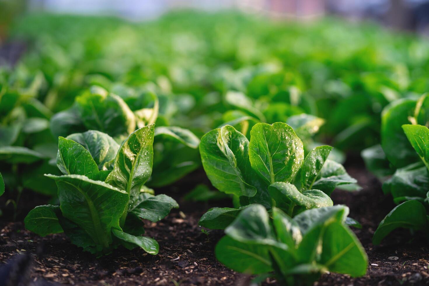 A field of green lettuce plants. The plants are growing in the dirt and are very healthy photo