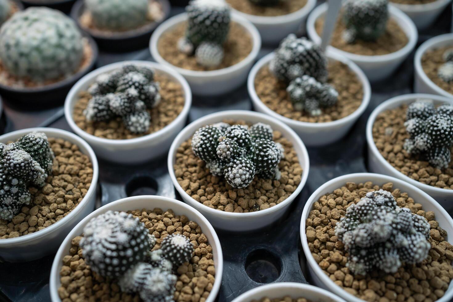A row of white and black cactus plants in small white bowls. The plants are arranged in a neat row, with each one placed in a separate bowl. The bowls are filled with a mixture of soil and gravel photo