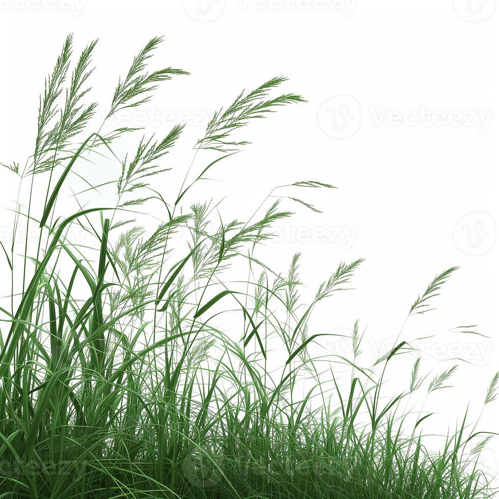 Green grass isolated on white photo