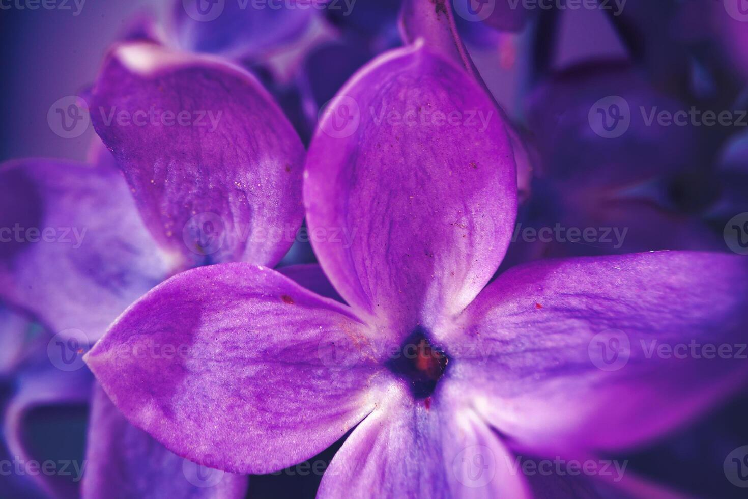 Macro image of spring lilac violet flowers photo