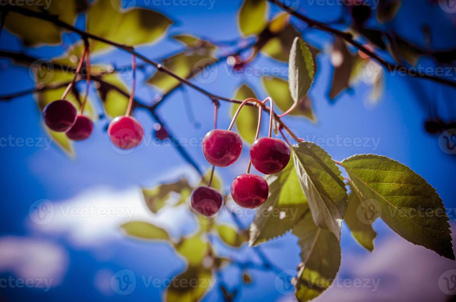 Ripe cherries on the branch on the sky background photo