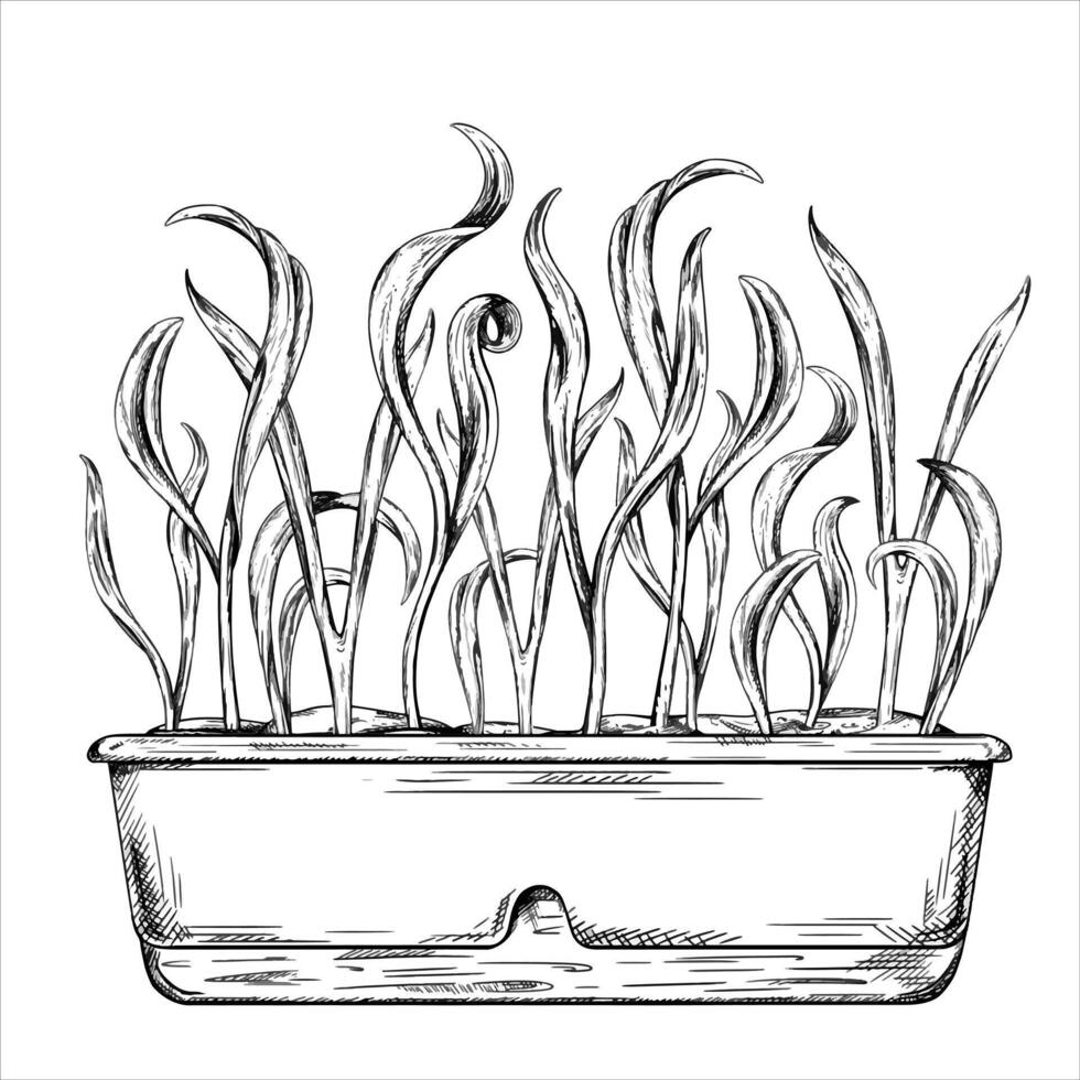 illustration of Spinach leaves with micro greenery on isolated background. Green onions, fresh sprouts and young leaves, front view in a garden long pot. Healthy vegetables grown at home vector