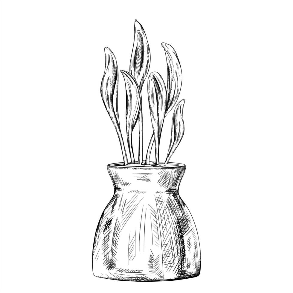 illustration of Sprouted grains of young corn in ceramic pot. Organic micro greens. A plant for home cultivation in pots, landscaping of the infield painted by black inks in linear style. vector