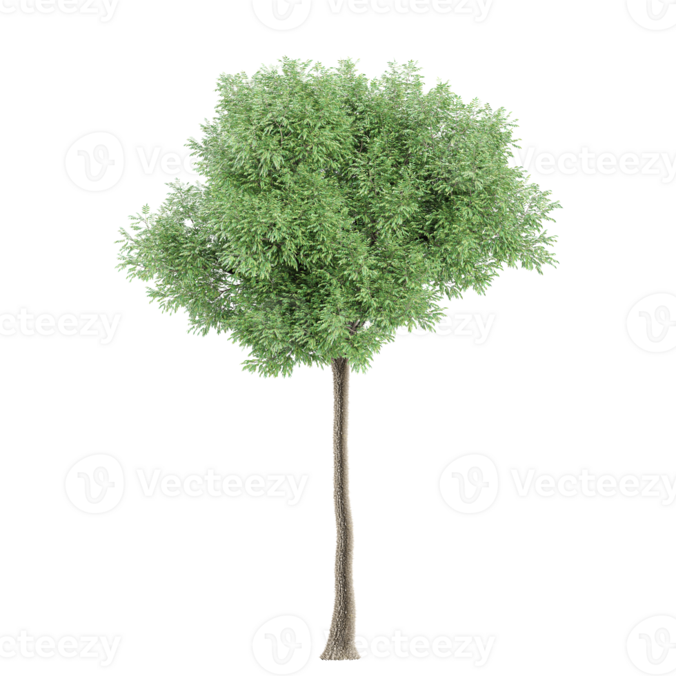 3d rendering of Olive plant isolated on transparent Canvas png