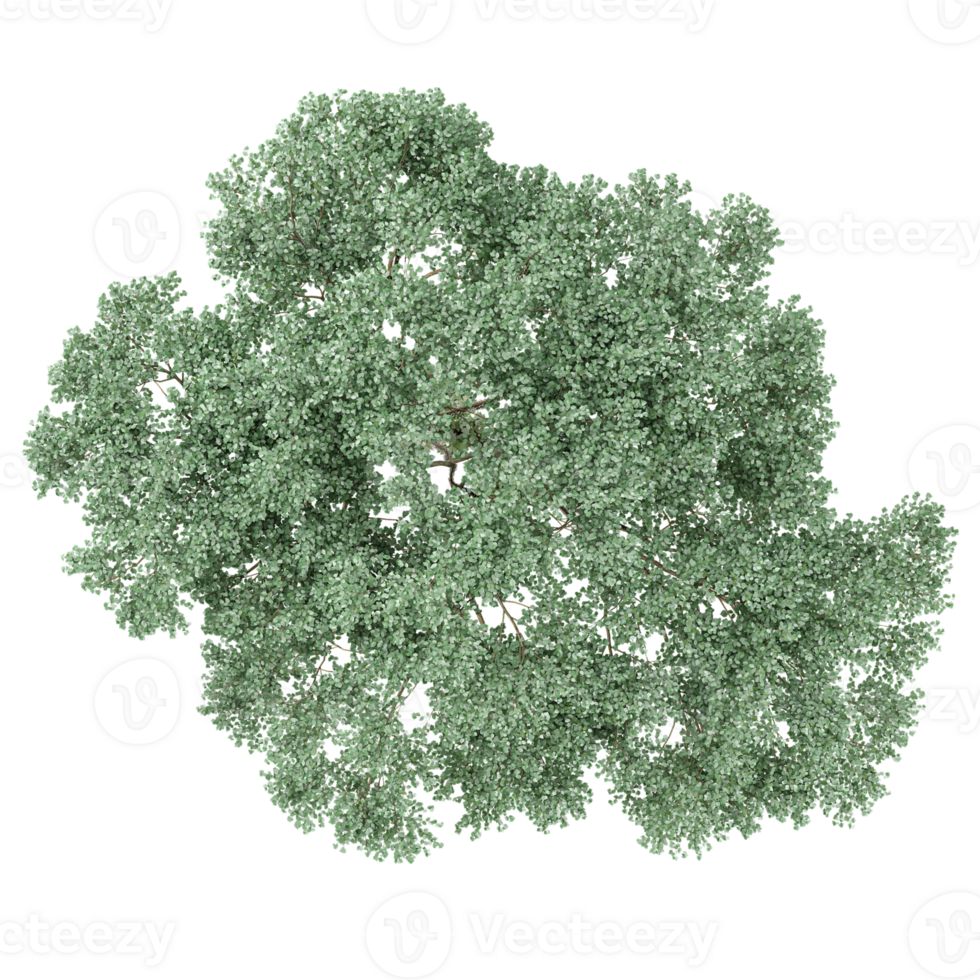 collection of Welsh oak tree with realistic style from top view png