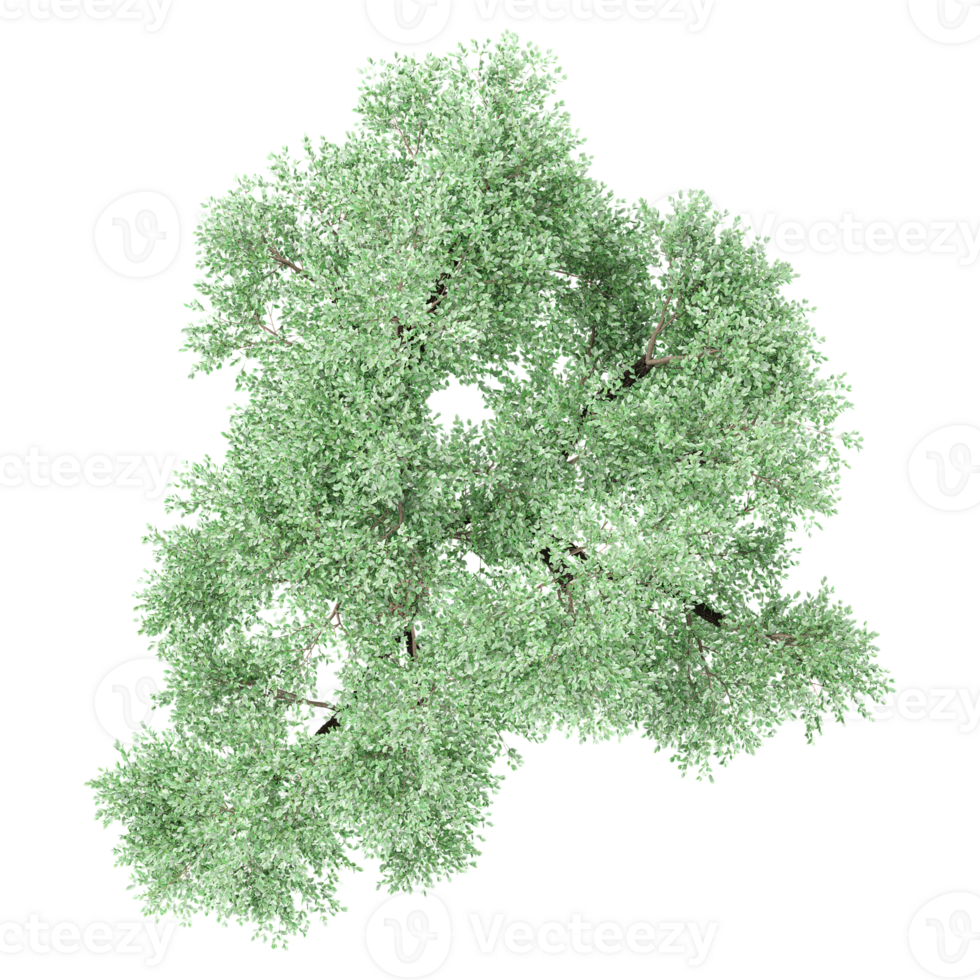 Crack willow Tree isolated on transparent Canvas from top view png