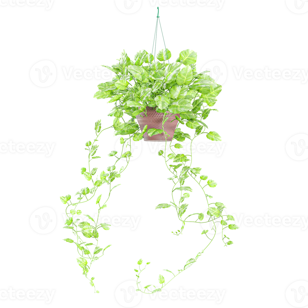 Hanging of Ivy plant in Pot isolated on transparent Canvas png